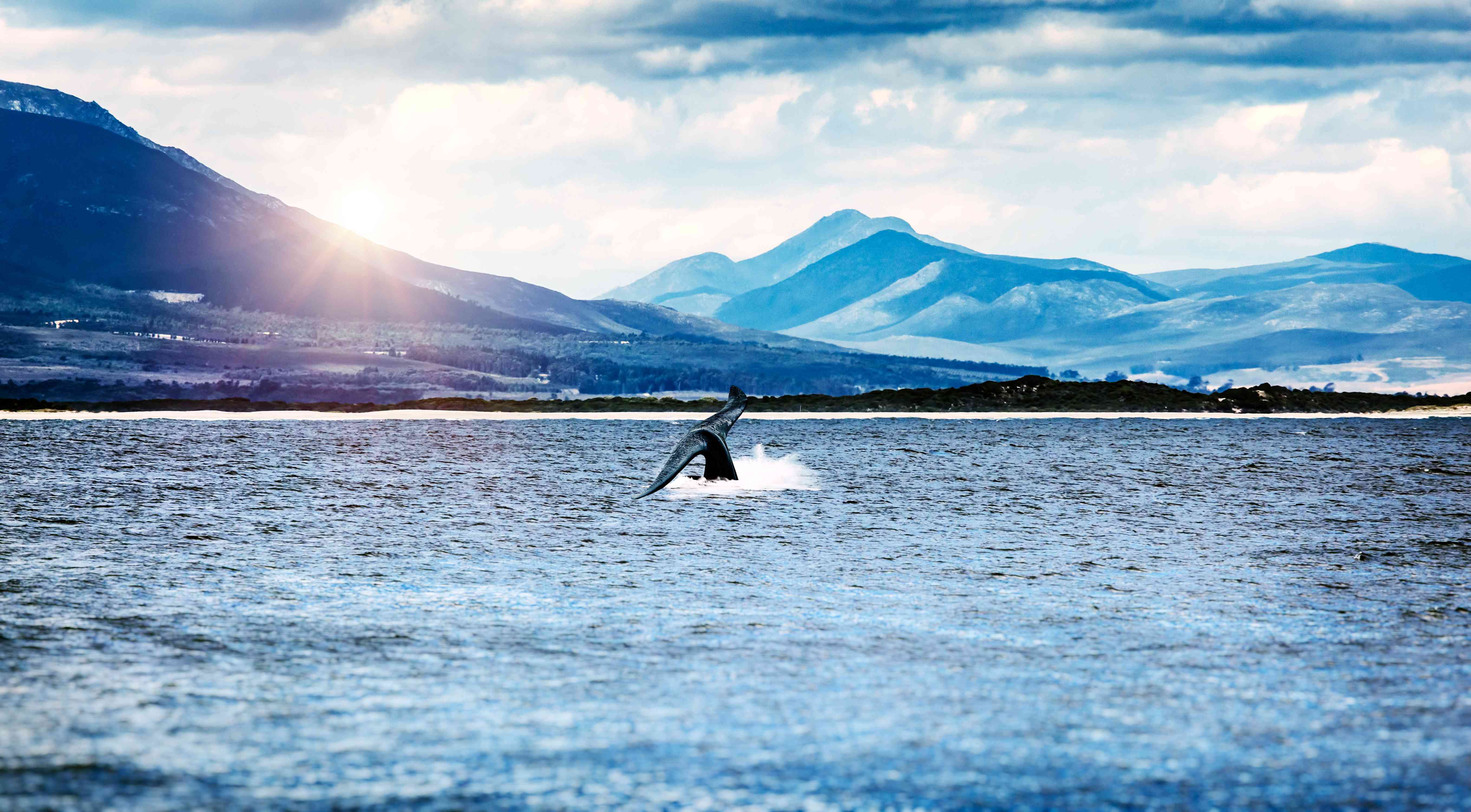 whale-tail-emerging norway_11zon.jpg