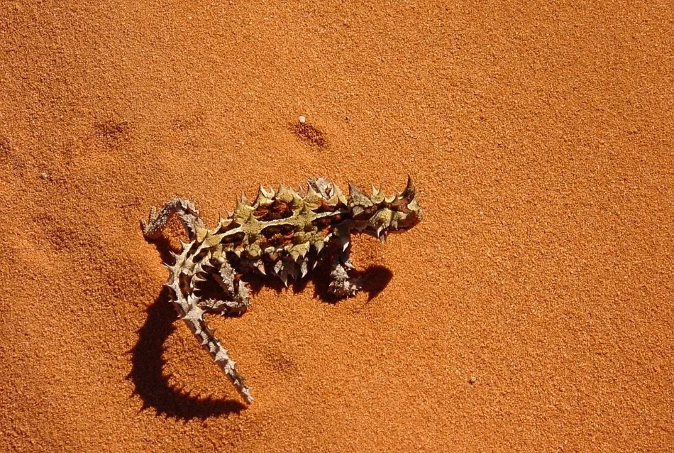 6 Australian Oddballs That Will Change Everything You Know About Animals!